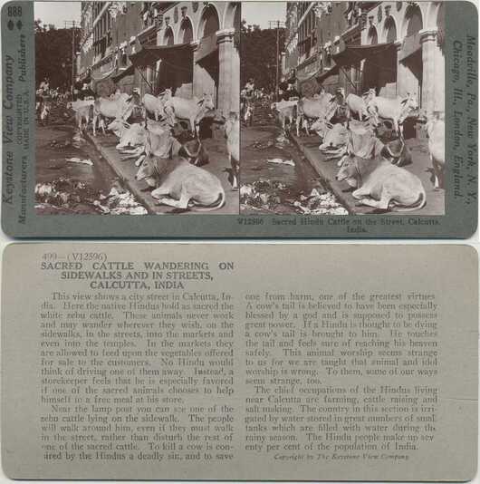 Sacred Zebu Cattle in Calcutta Street