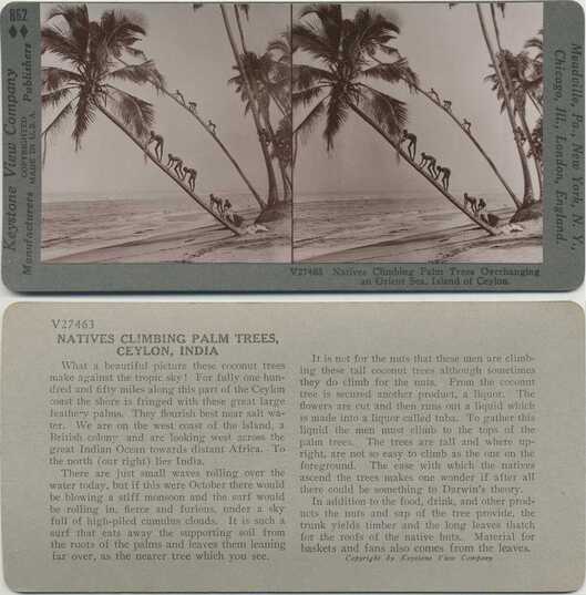 Natives Climbing Palm Trees