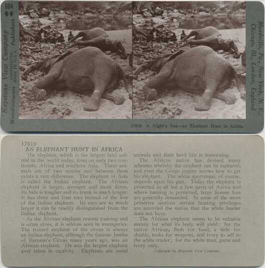 Elephant Hunt in Africa