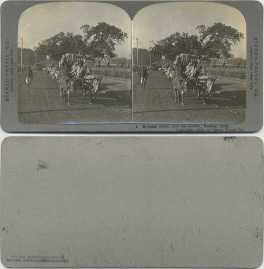 Ox Carts Carrying Cotton