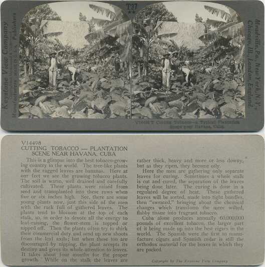 Cutting Tobacco Plantation