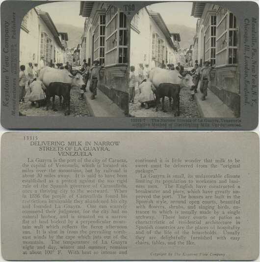 Cows Delivering Milk on Street