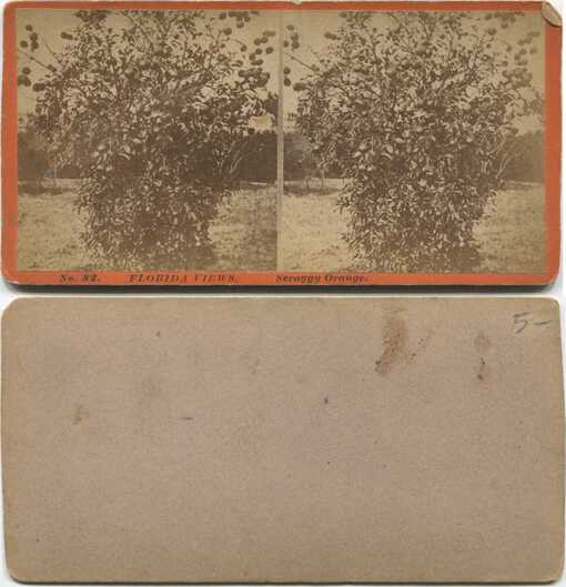 Scraggy Orange Tree