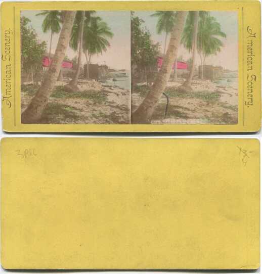 Tropical Coast with Palm Trees