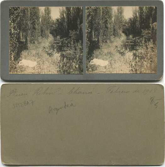 Marshy Forest Scene with Tall Trees