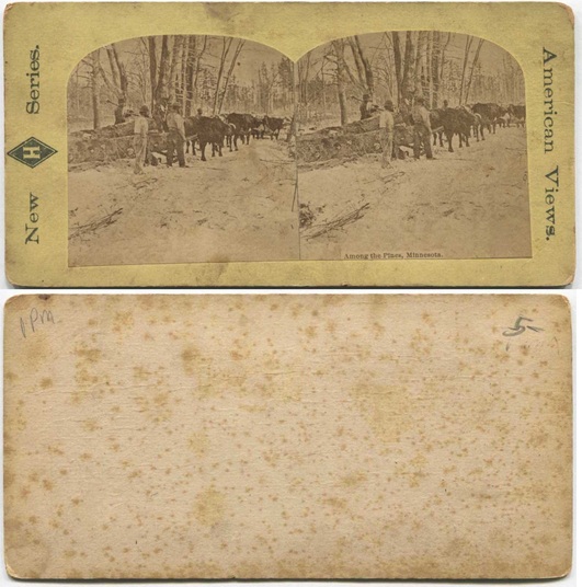 Logging with Oxen in Pine Forest