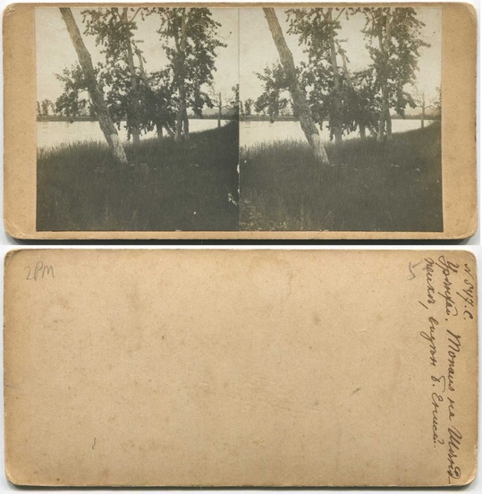 Riverbank with Birch Trees