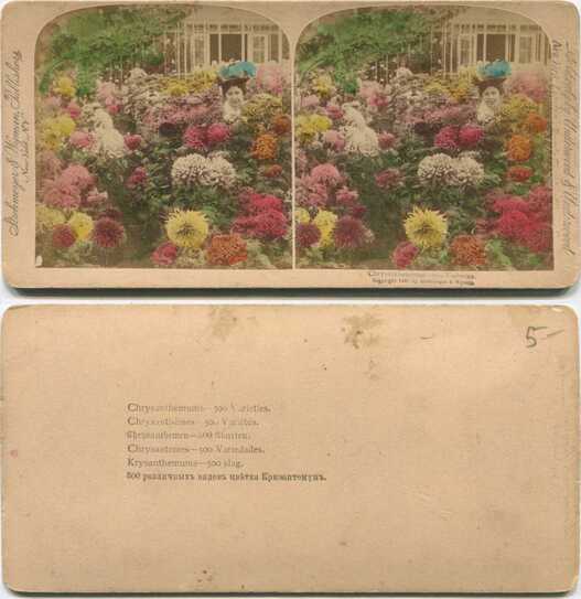 Chrysanthemum Garden