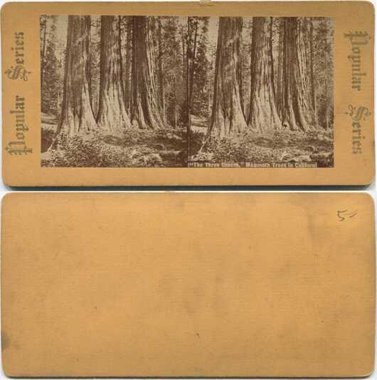 Mammoth Trees Forest Scene