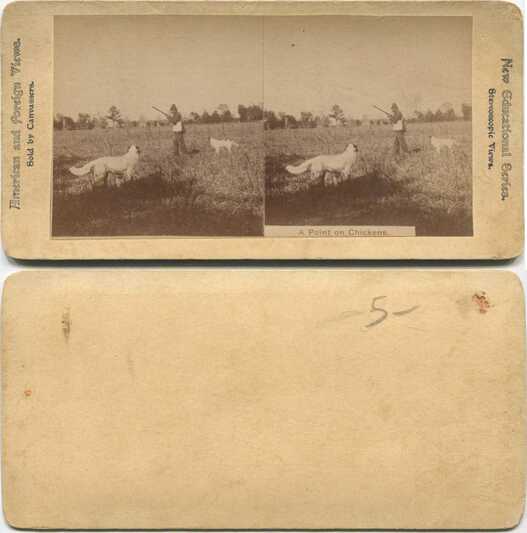 Hunter and Dogs Pointing in Field