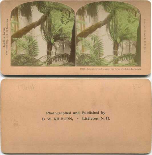 Tree Ferns and Waterfall