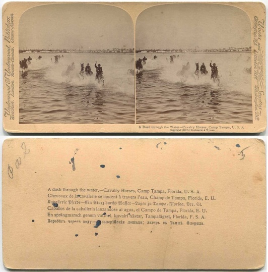 Cavalry Horses in Water, Camp Tampa