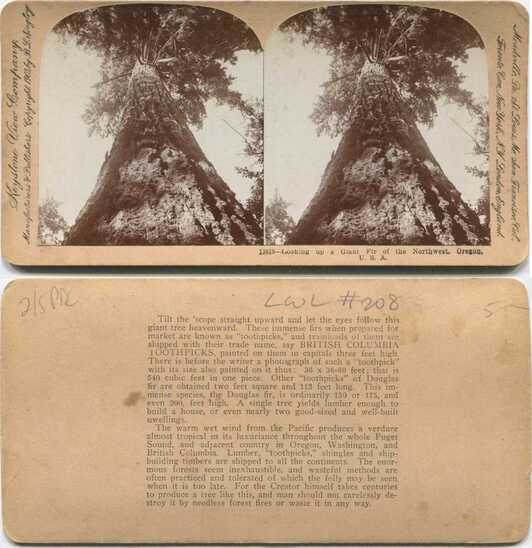 Looking Up a Giant Fir Tree