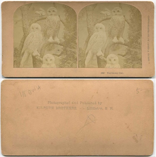 Three Snowy Owls