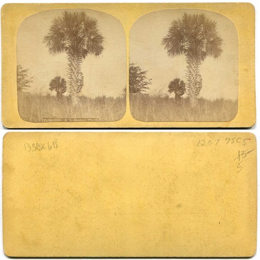 Palmetto Trees & Climber