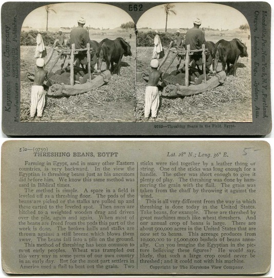 Bean Threshing with Oxen