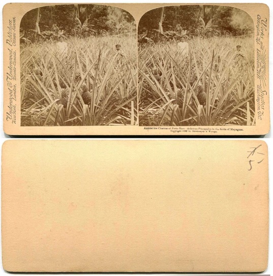 Pineapple Field in Mayaguez