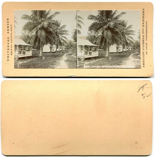 Tropical Village with Breadfruit Trees