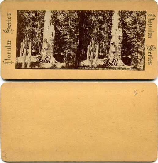 Giant Sequoia Trees in Forest