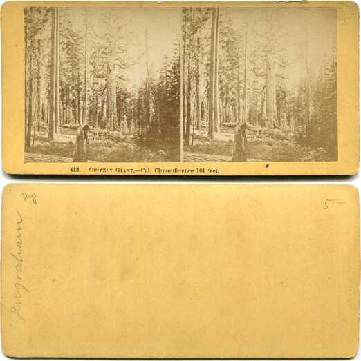 Grizzly Giant Sequoia Tree