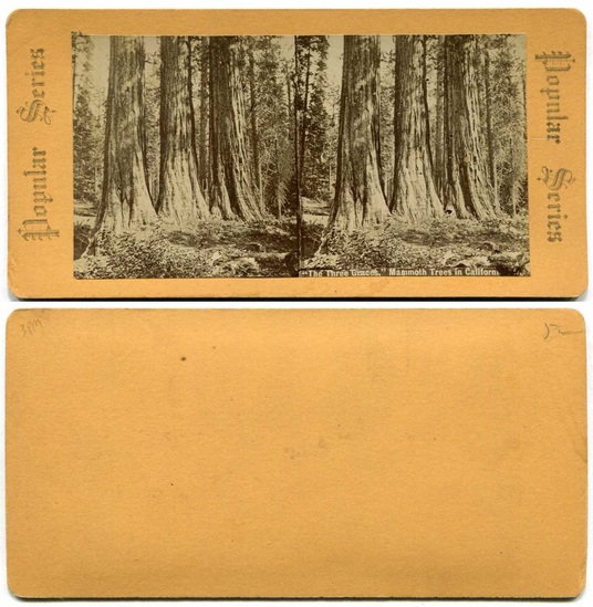 Forest of Mammoth Trees