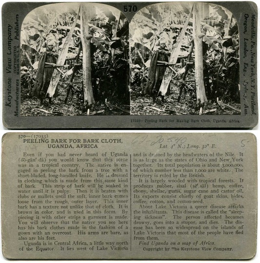 Peeling Bark for Bark Cloth