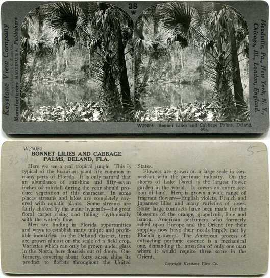 Bonnet Lilies and Cabbage Palms