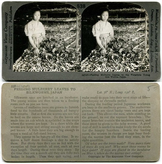 Feeding Silkworms in Japan