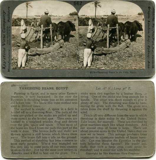 Threshing Beans in Field, Egypt