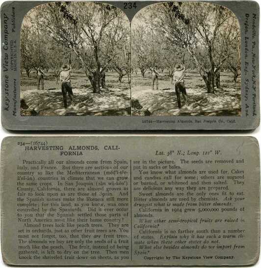 Harvesting Almonds in Orchard