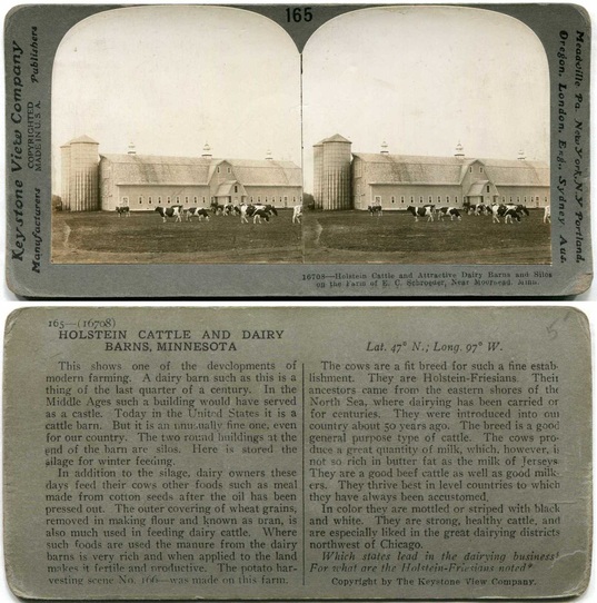 Holstein Cattle and Dairy Barns