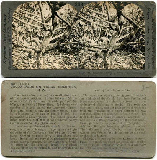 Cocoa Pods on Trees