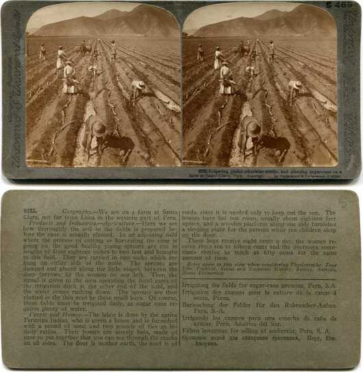 Planting Sugar Cane in Irrigated Field