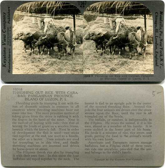 Rice Threshing with Carabao