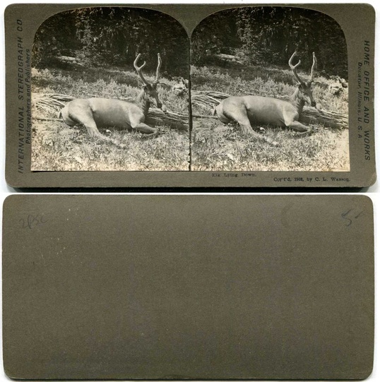 Elk Lying Down