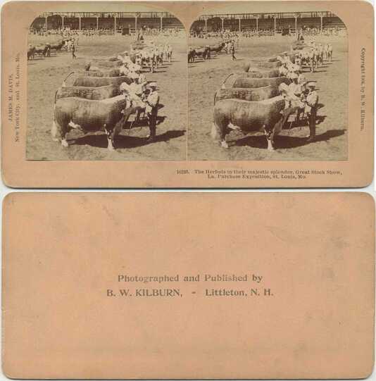 Hereford Cattle at Stock Show