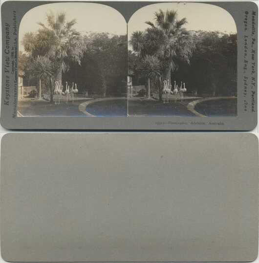 Flamingos by Palm Trees