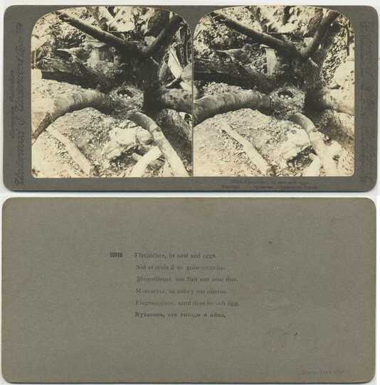 Flycatcher, its nest and eggs.