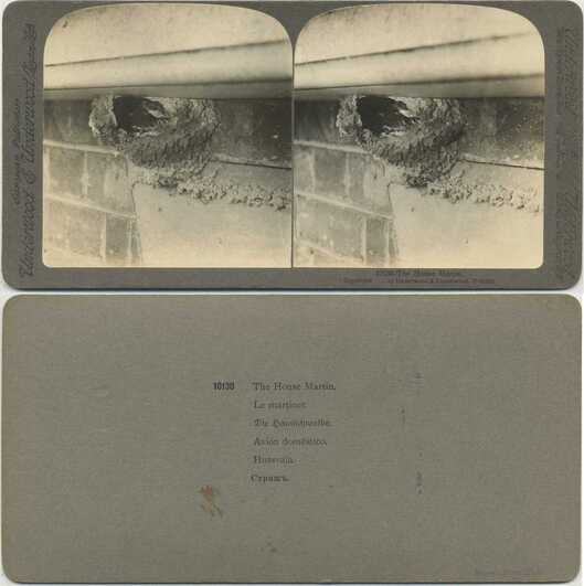 House Martin in Nest