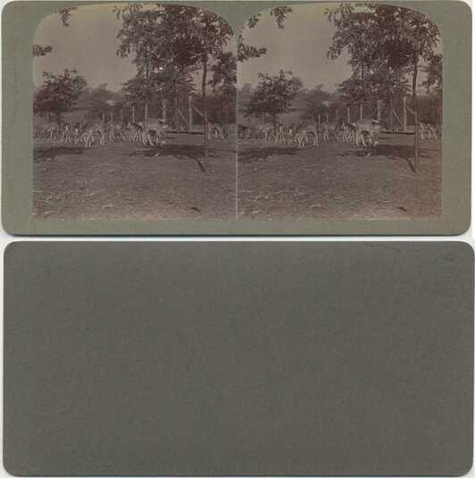 Herd of Deer in an Enclosure