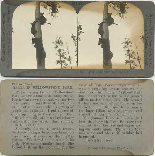 Three Black Bears Climbing a Tree
