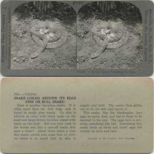 Snake Coiled Around Its Eggs
