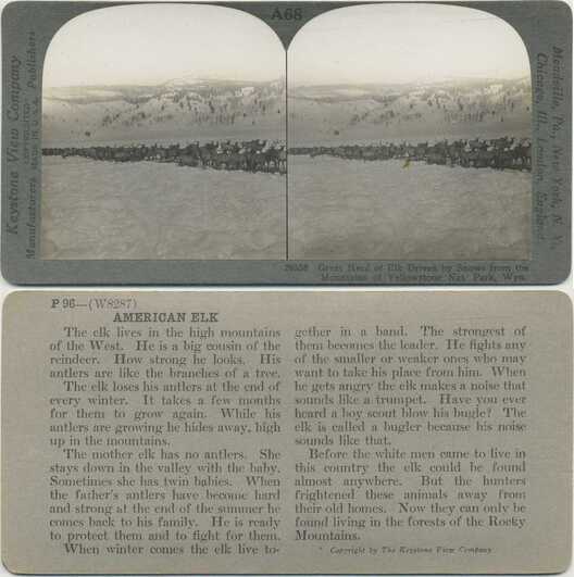 Elk Herd in Snowy Mountains