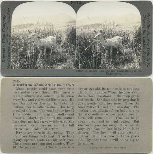 Mother Deer and Fawn in Grass