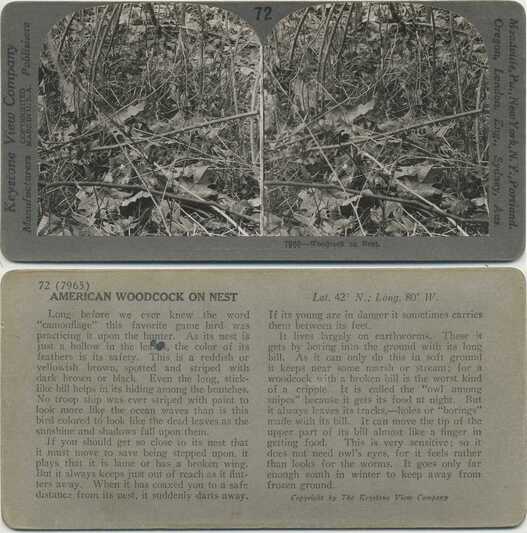 American Woodcock on Nest