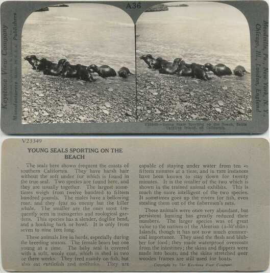 Young Seals Sporting on the Beach