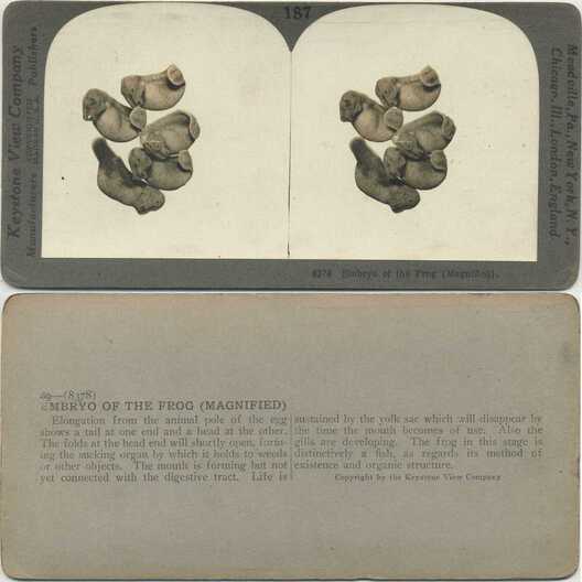 Frog Embryos (Magnified)