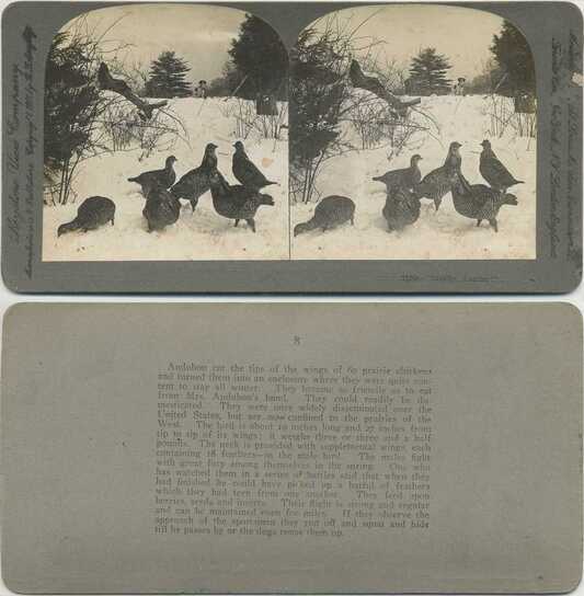 Prairie Chickens and Dog in Snow