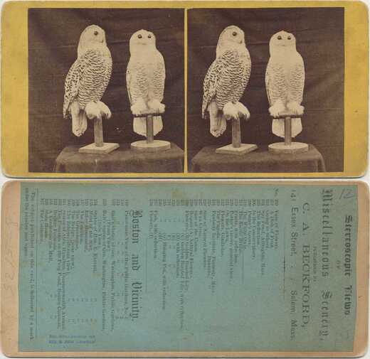 Two Mounted Snowy Owls
