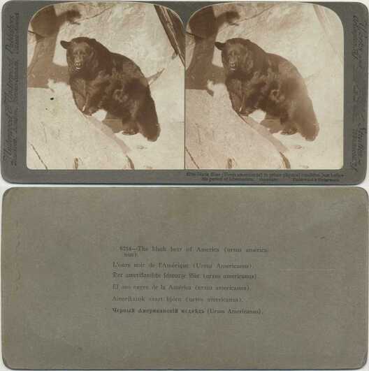 American Black Bear